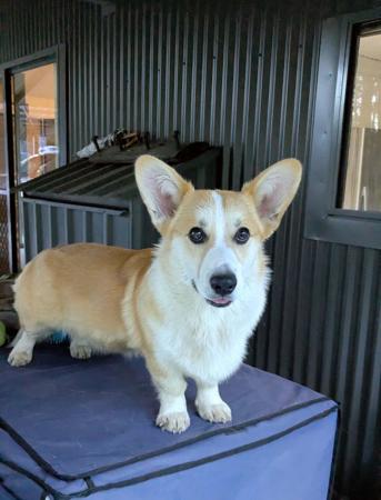 Welsh Corgi (Pembroke) puppy for sale by OCHREHILLS