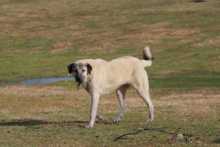 Kangal Shepherd Dog for sale by HASKAN