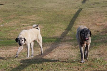 Kangal Shepherd Dog for sale by HASKAN
