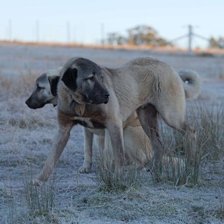 Kangal Shepherd Dog for sale by HASKAN