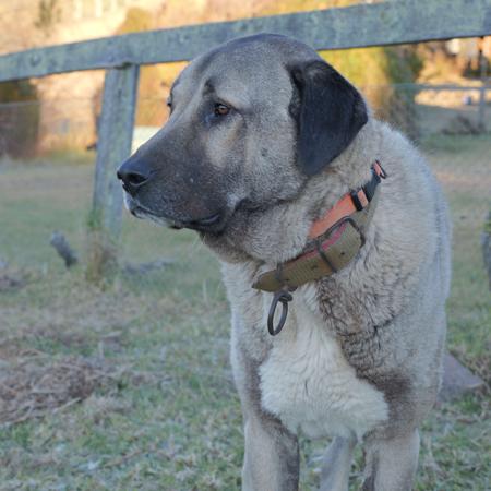 Kangal Shepherd Dog for sale by HASKAN