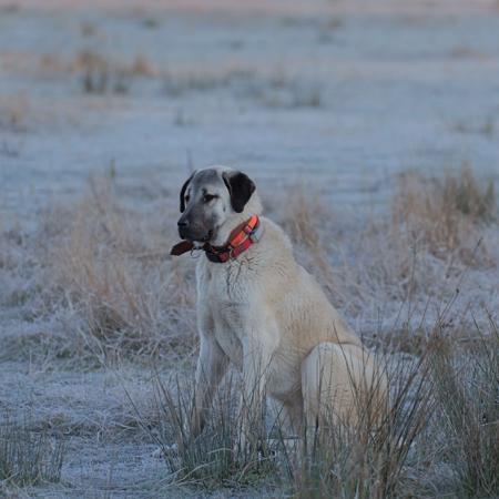 Kangal Shepherd Dog for sale by HASKAN