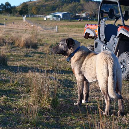 Kangal Shepherd Dog for sale by HASKAN