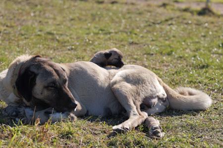 Kangal Shepherd Dog for sale by HASKAN