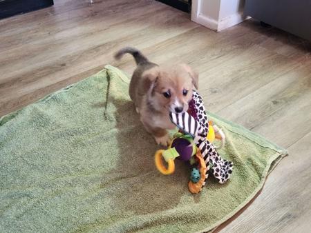 Welsh Corgi (Pembroke) puppy for sale by ISLA2019