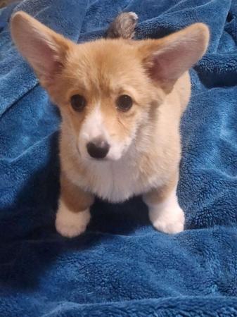 Welsh Corgi (Pembroke) puppy for sale by ISLA2019