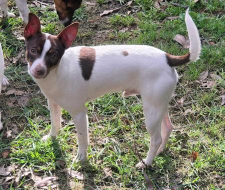 Tenterfield Terrier puppy for sale by ALAULATT