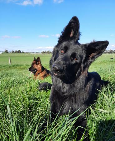 German Shepherd Dog (Long Stock Coat) for sale by CHRISTAARN