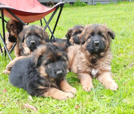 German Shepherd Dog (Long Stock Coat) for sale by CHRISTAARN