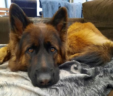 German Shepherd Dog (Long Stock Coat) for sale by CHRISTAARN