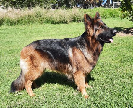 German Shepherd Dog (Long Stock Coat) for sale by CHRISTAARN