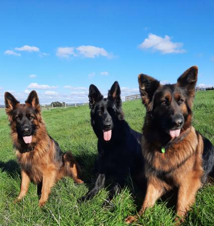 German Shepherd Dog (Long Stock Coat) for sale by CHRISTAARN