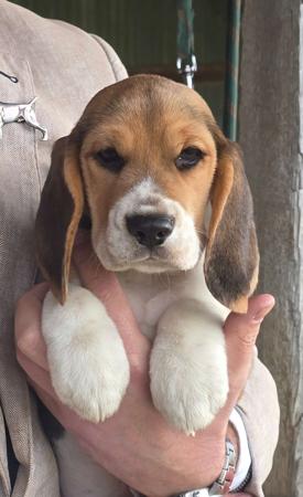 Johgra Simply Lovely Beagle