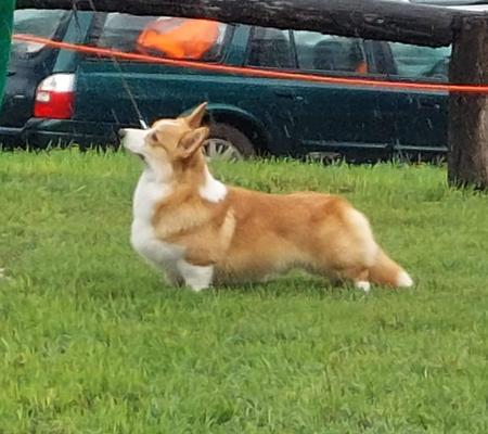 Welsh Corgi (Pembroke) for sale by RAWUCH