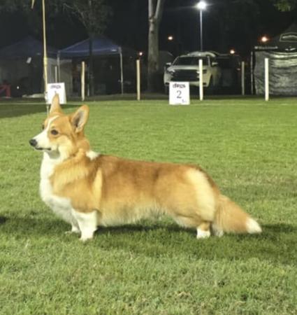 Welsh Corgi (Pembroke) for sale by RAWUCH