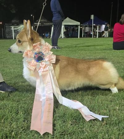 Welsh Corgi (Pembroke) for sale by RAWUCH