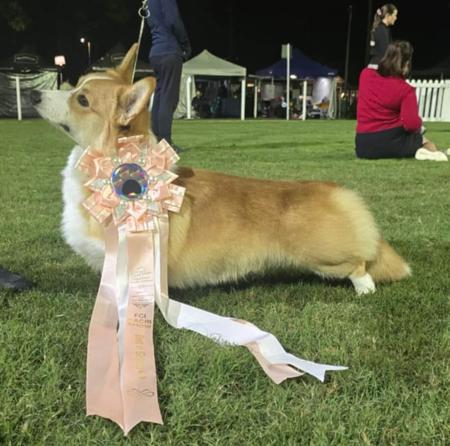 Welsh Corgi (Pembroke) for sale by RAWUCH