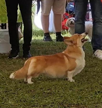 Welsh Corgi (Pembroke) for sale by RAWUCH