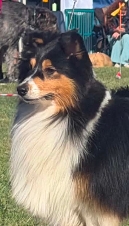 Shetland Sheepdog for sale by RAWUCH