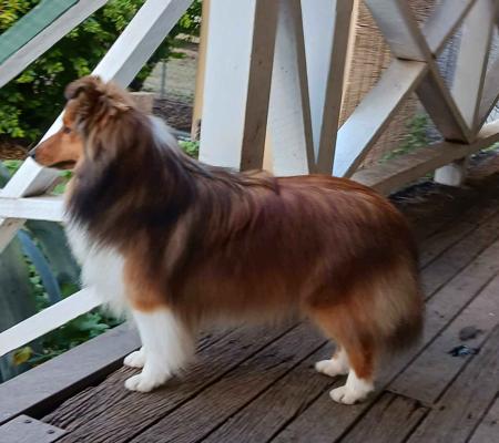 Shetland Sheepdog for sale by RAWUCH