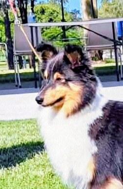 Shetland Sheepdog for sale by RAWUCH