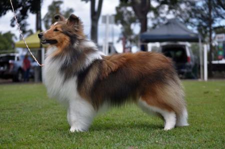 Shetland Sheepdog for sale by RAWUCH