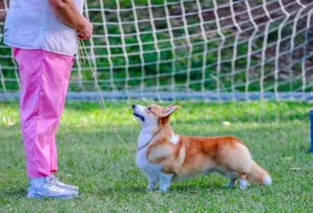 Welsh Corgi (Pembroke) for sale by RAWUCH