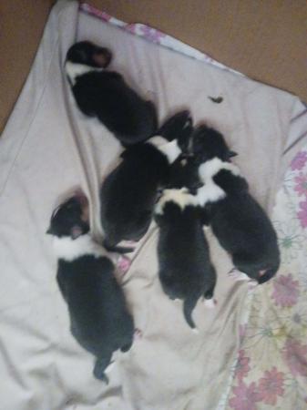 Shetland Sheepdog puppy for sale by BLUEMORN