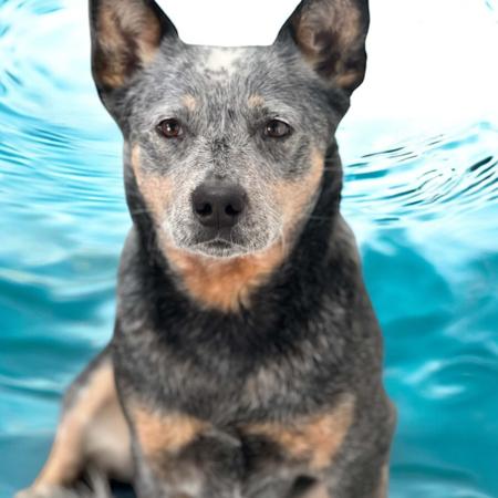 Australian Cattle Dog for sale by DREAMHEEL