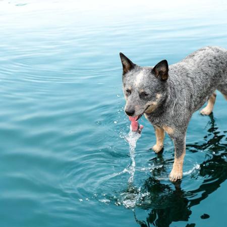 Australian Cattle Dog for sale by DREAMHEEL
