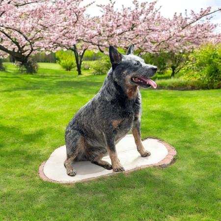 Australian Cattle Dog for sale by DREAMHEEL