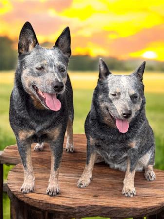 Australian Cattle Dog for sale by DREAMHEEL