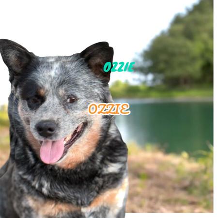 Australian Cattle Dog for sale by DREAMHEEL