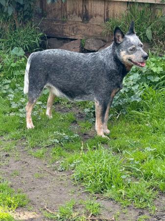 Australian Cattle Dog for sale by DREAMHEEL