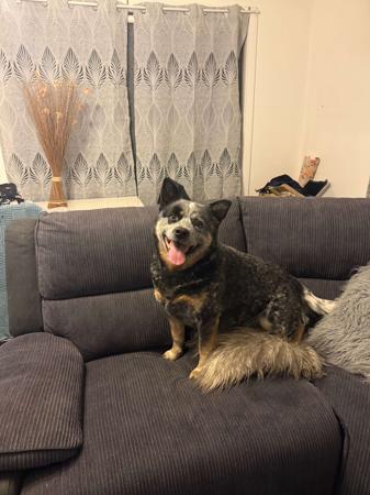 Australian Cattle Dog for sale by DREAMHEEL