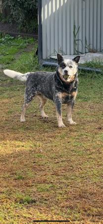 Australian Cattle Dog for sale by DREAMHEEL