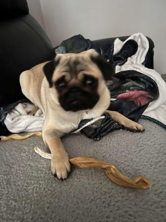Pug puppy for sale by WALTHORN