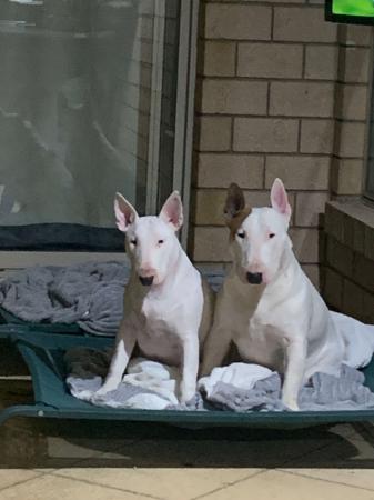 Bull Terrier for sale by HEAD1969