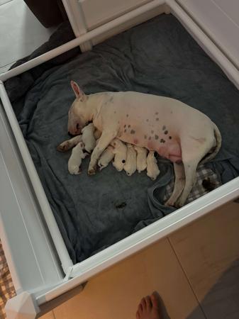 Bull Terrier for sale by SAWADEEBULL