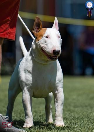 Bull Terrier for sale by SAWADEEBULL