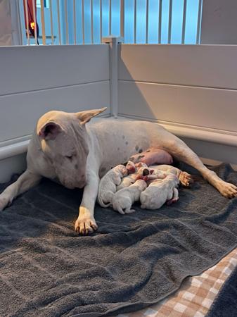 Bull Terrier for sale by SAWADEEBULL