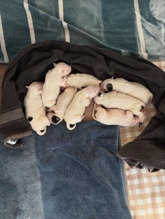 Bull Terrier for sale by SAWADEEBULL