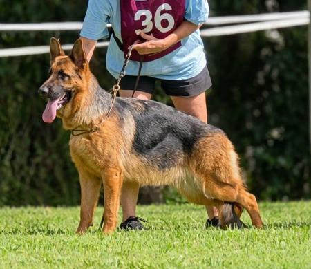 Castastar Bellamae German Shepherd Dog