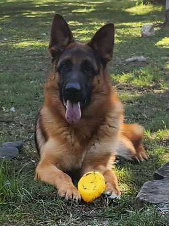 German Shepherd Dog dog for sale by DOYLE