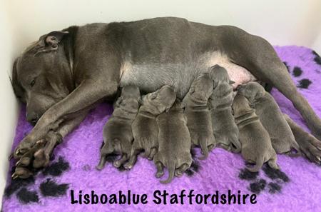 Staffordshire Bull Terrier puppy for sale by LISBOABLUE