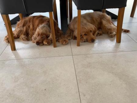 Cocker Spaniel for sale by LIYAMBAI