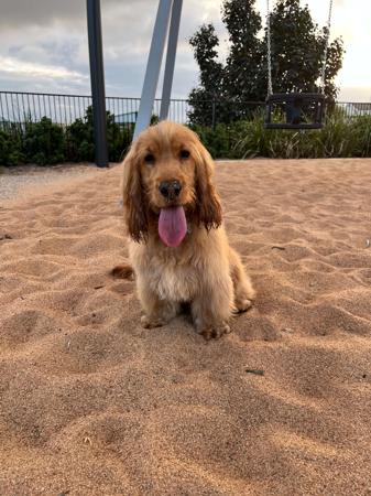 Cocker Spaniel for sale by LIYAMBAI