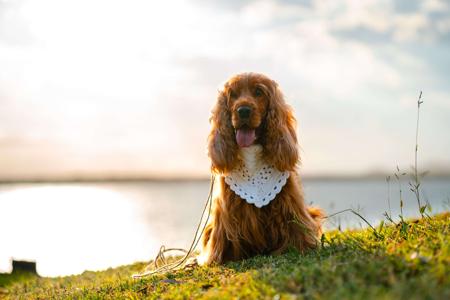 Cocker Spaniel for sale by LIYAMBAI