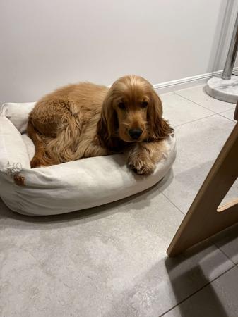 Cocker Spaniel for sale by LIYAMBAI