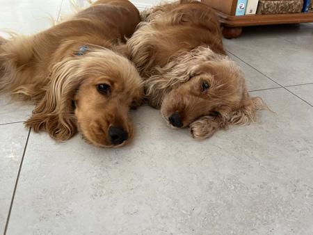 Cocker Spaniel for sale by LIYAMBAI